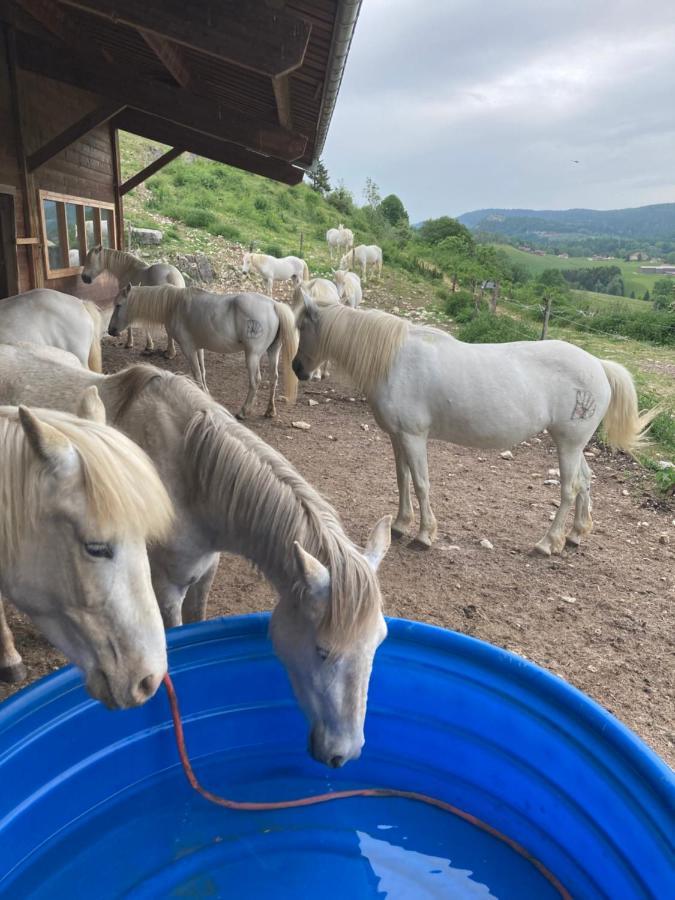 Chez Hervé le Châtelet La Chaux Neuve Esterno foto